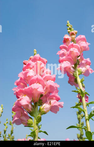 gelbes Löwenmaul Blume unter blauem Himmel. Stockfoto