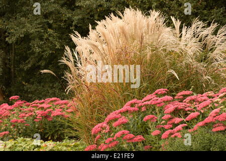 Cinese Silber Grass - Miscanthus sinensis Stockfoto