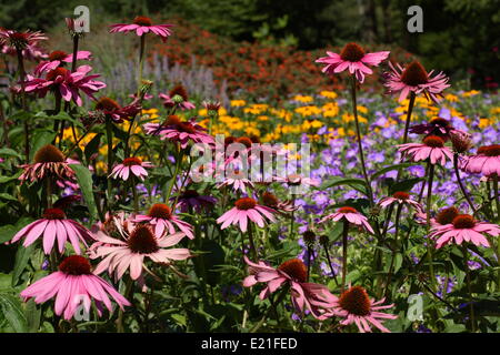 Sonnenhut - Echinacea purpurea Stockfoto