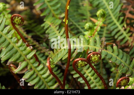 Wild Fern - Blechnum spicant Stockfoto