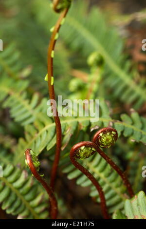 Wild Fern - Blechnum spicant Stockfoto