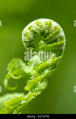 Ostrich Fern - Matteuccia struthiopteris Stockfoto