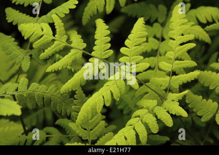 Gemeinsamen Eiche Farn - Gymnocarpium dryopteris Stockfoto