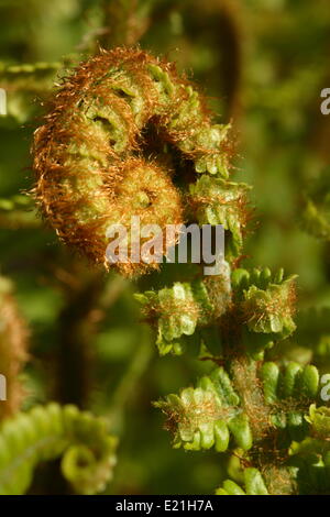 Wurmfarn - Dryopteris Filix-Mas "Barnesii" Stockfoto