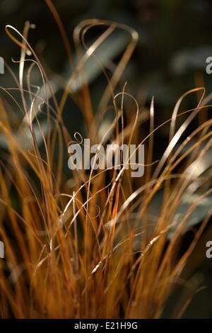 Runzelblatt-Segge - Carex buchananii Stockfoto