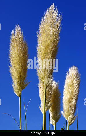 Pampasgras Stockfoto