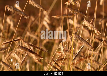 Blaues Grama Grass - Bouteloua gracilis Stockfoto