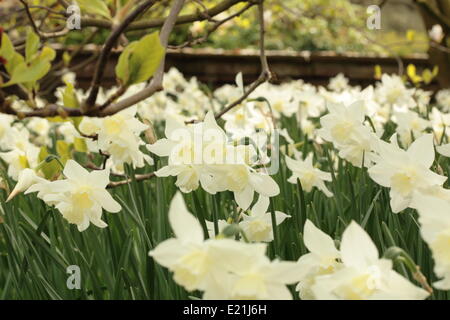 Narzissen - Narcissus Triandrus 'Thalia' Stockfoto