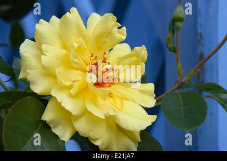 Rose 'Golden Showers' Klettern Stockfoto