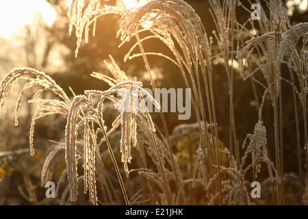 Cinese Silber Grass - Miscanthus sinensis Stockfoto