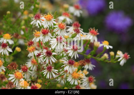 Aster Ericoides 'Schneetanne' Stockfoto