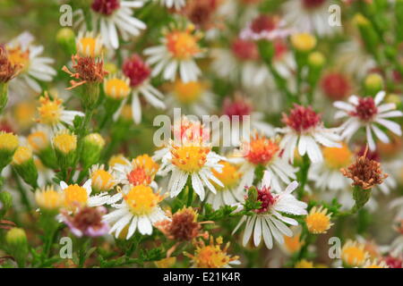 Aster Ericoides 'Schneetanne' Stockfoto