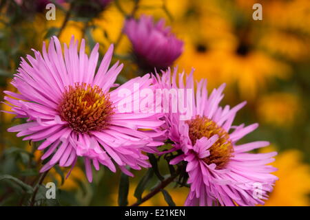 Neuengland-Aster "Barrs Pink" Stockfoto