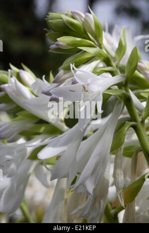 Hosta Plantaginea 'Royal Standard' Stockfoto