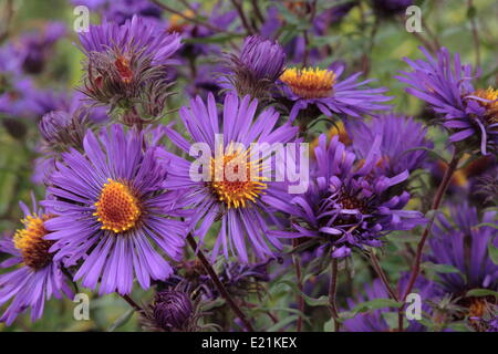 Neuengland-Aster 'Violetta' Stockfoto