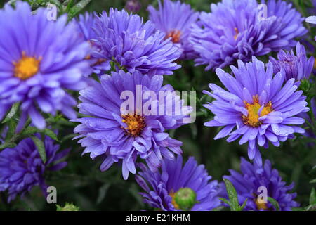 New York Aster "Royal Blue" Stockfoto