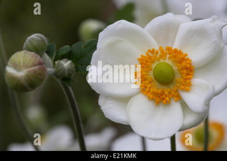 Japanische Anemone 'Honorine Jobert' Stockfoto