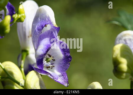 Eisenhut - Aconitum X cammarum 'Bicolor' Stockfoto