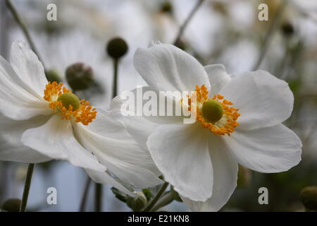 Japanische Anemone 'Honorine Jobert' Stockfoto