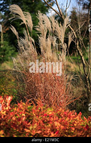 Cinese Silber Grass - Miscanthus sinensis Stockfoto