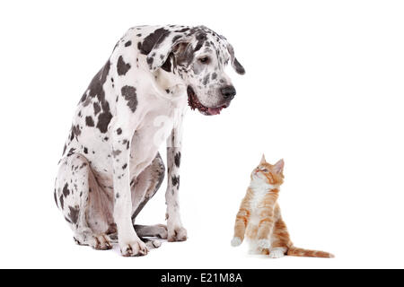 Katze und Hund Stockfoto