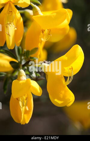 Gemeinsamen Besen - Cytisus scoparius Stockfoto