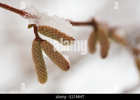 Gemeinsame Hasel - Corylus avellana Stockfoto