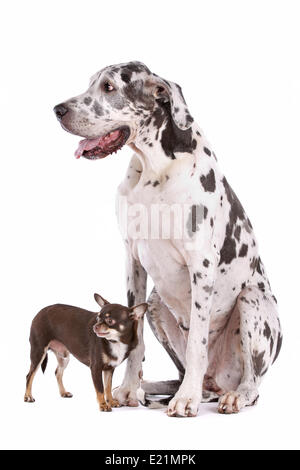 Deutsche Dogge Harlekin und ein Chihuahua Stockfoto