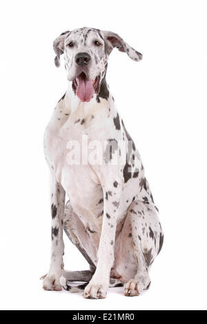 Deutsche Dogge Harlekin Stockfoto