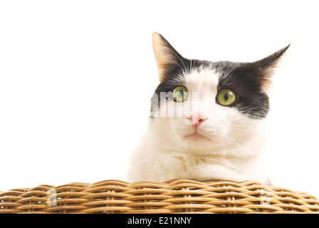 Porträt von schwarzen und weißen Katze auf sofa Stockfoto