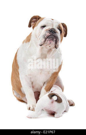 Konsummilch aus Mutter Hund Welpen Stockfoto