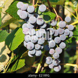 blaue Trauben im Weinberg Stockfoto