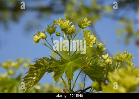 Spitzahorn - Acer platanoides Stockfoto