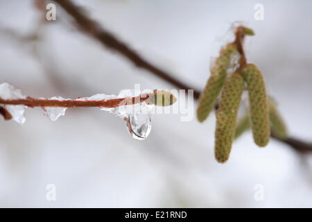 Gemeinsame Hasel - Corylus avellana Stockfoto