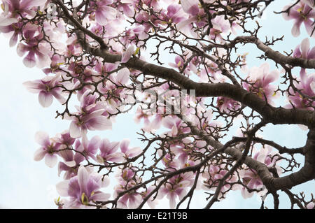 Magnolia Blumen Stockfoto