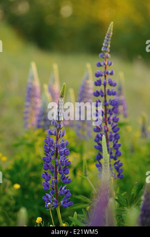 Lupin Blumen in abends Licht der Sonne. Stockfoto