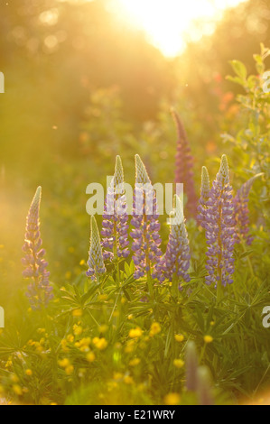 Lupin Blumen in abends Licht der Sonne. Stockfoto