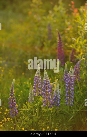 Lupin Blumen in abends Licht der Sonne. Stockfoto