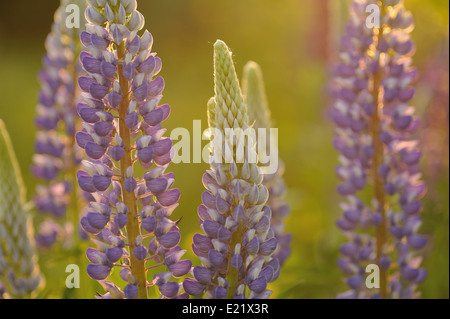 Lupin Blumen in abends Licht der Sonne. Stockfoto