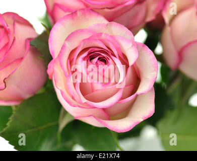 frische rosa Rosen hautnah Stockfoto