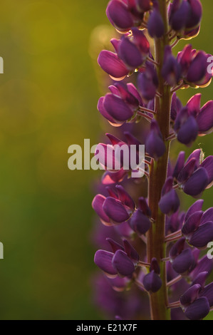 Lupin Blumen in abends Licht der Sonne. Stockfoto