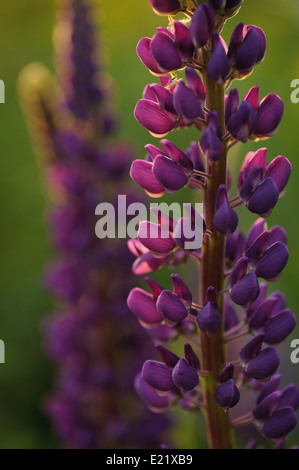 Lupin Blumen in abends Licht der Sonne. Stockfoto