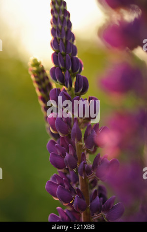 Lupin Blumen in abends Licht der Sonne. Stockfoto