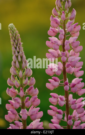 Lupin Blumen in abends Licht der Sonne. Stockfoto