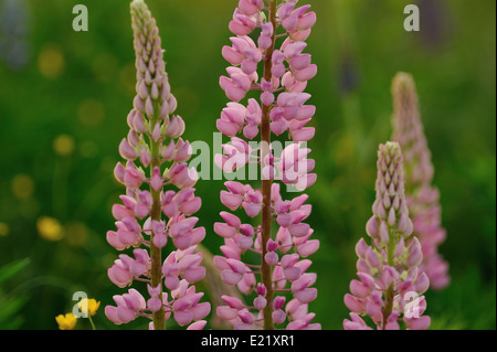 Lupin Blumen in abends Licht der Sonne. Stockfoto