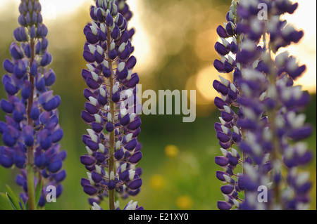 Lupin Blumen in abends Licht der Sonne. Stockfoto