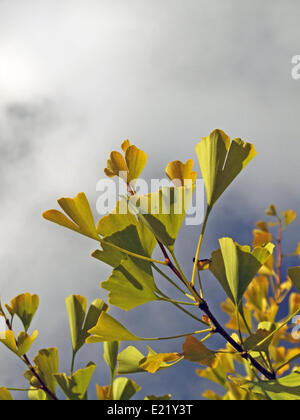 Ginkgo (Ginkgo Biloba) Stockfoto