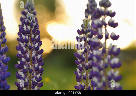 Lupin Blumen in abends Licht der Sonne. Stockfoto