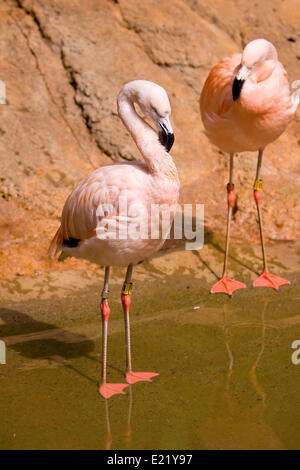 Flamingo im Wasser Stockfoto