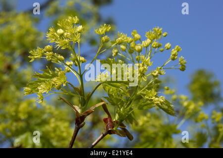 Spitzahorn - Acer platanoides Stockfoto